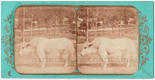 Stereo fotoalbum - stereo,