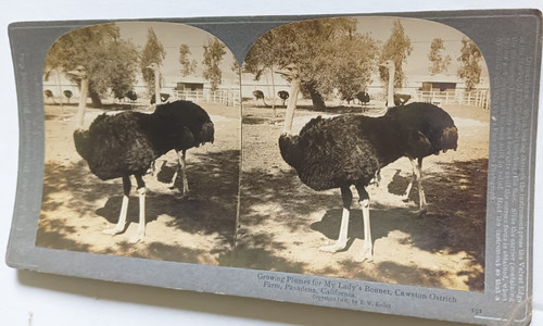 Stereo foto strauß - foto,