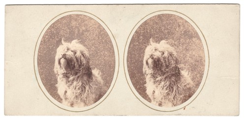 Portrait hund beschriftet - portrait,